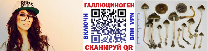 Купить где Калачинск Галлюциногенные грибы Psilocybine cubensis